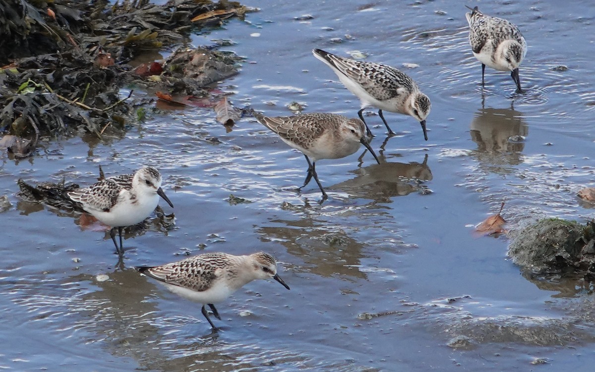 Sanderling - ML642656401