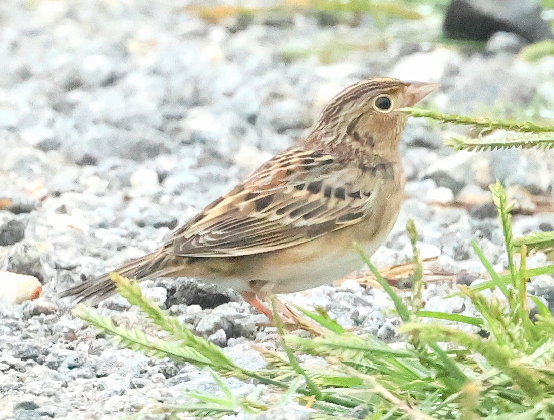 Grasshopper Sparrow - ML642656406