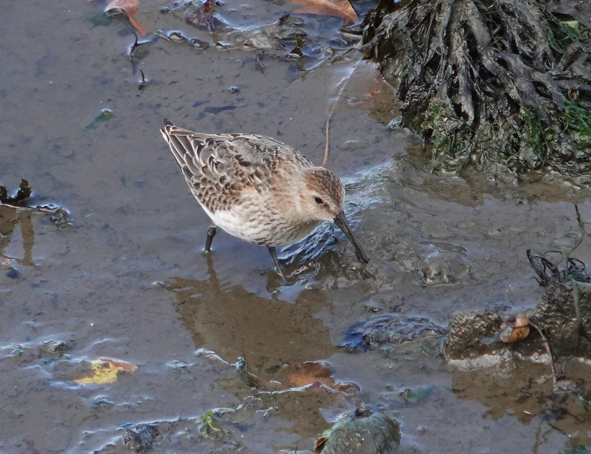 Dunlin - ML642656407