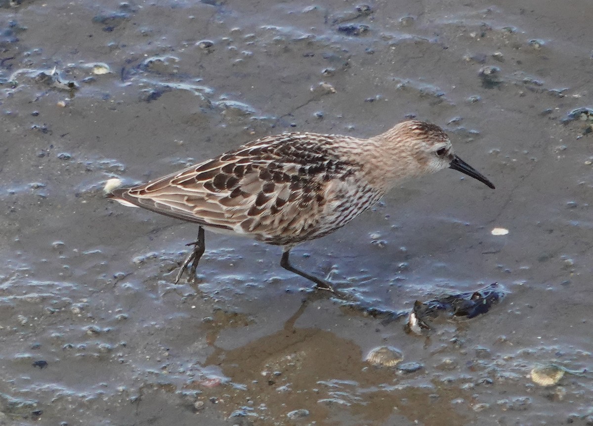 Dunlin - ML642656410