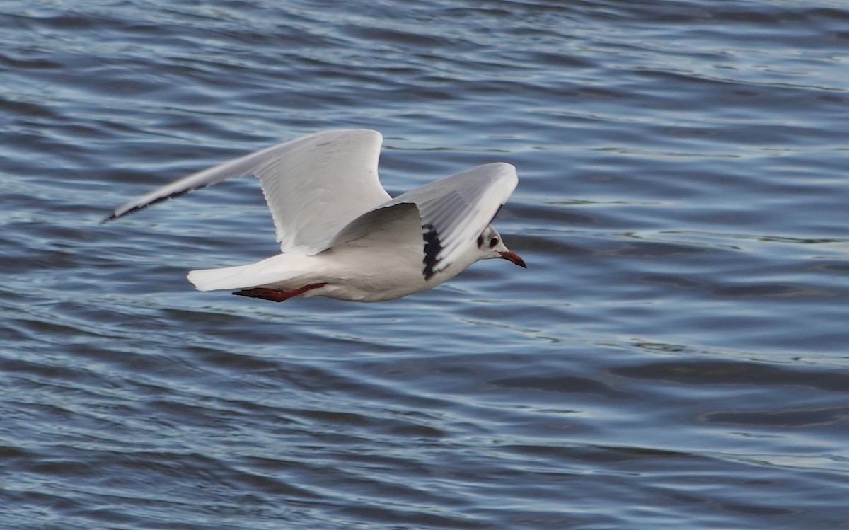 Black-headed Gull - ML642656417