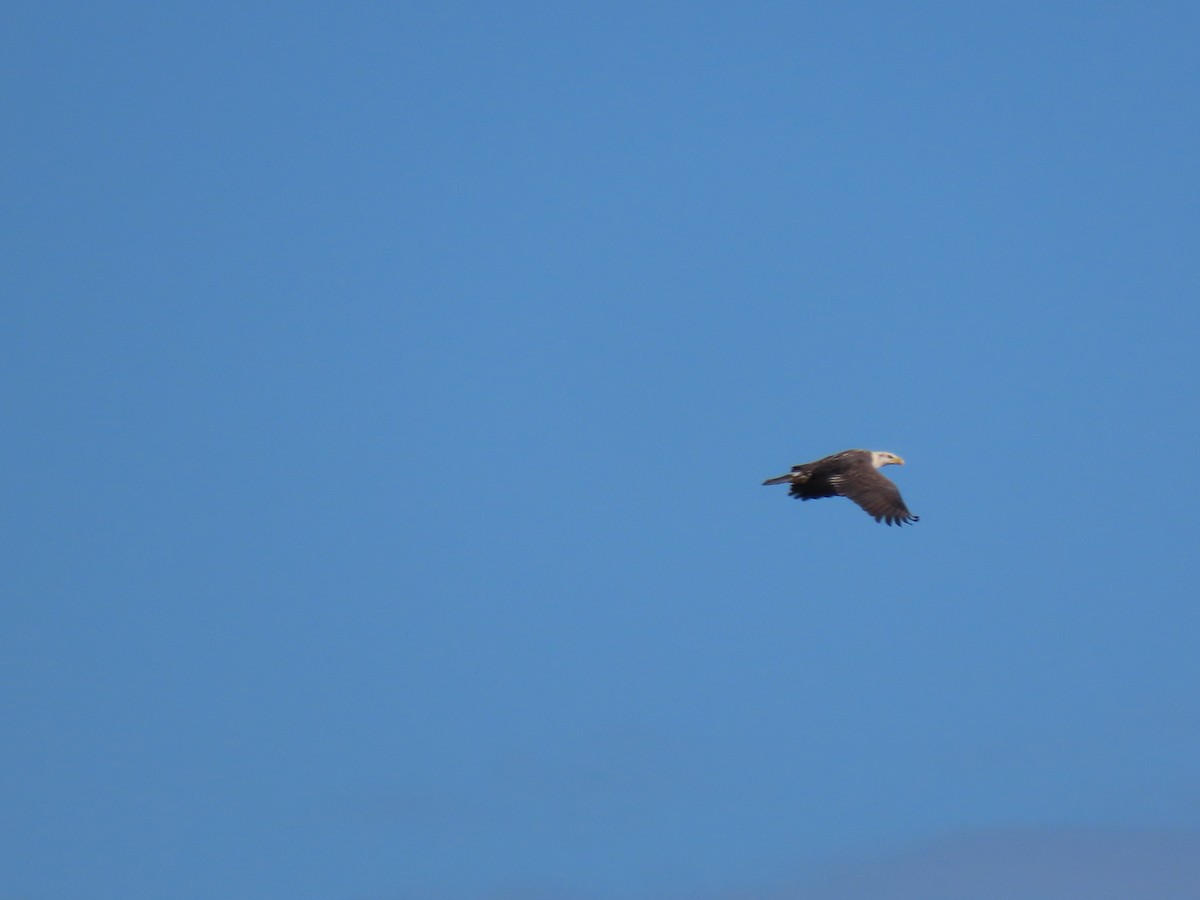 Bald Eagle - ML642656419
