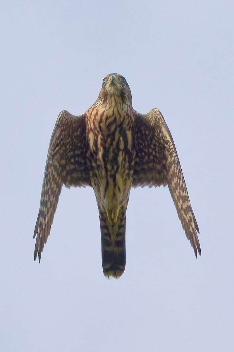 灰背隼 - ML642656421
