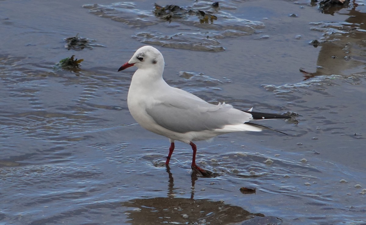 Black-headed Gull - ML642656429