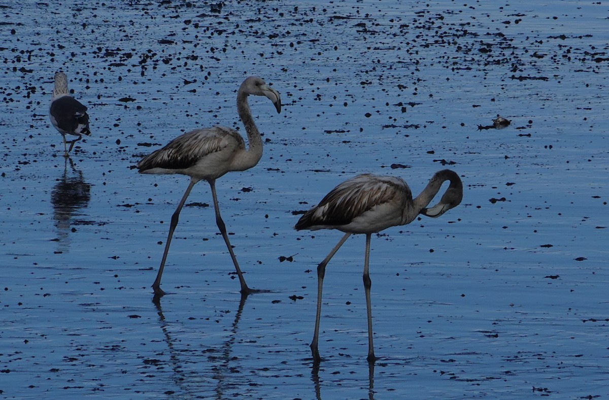 Greater Flamingo - ML642656438