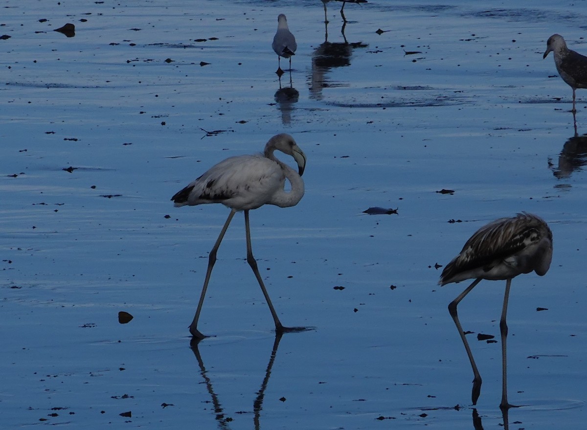 Greater Flamingo - ML642656442