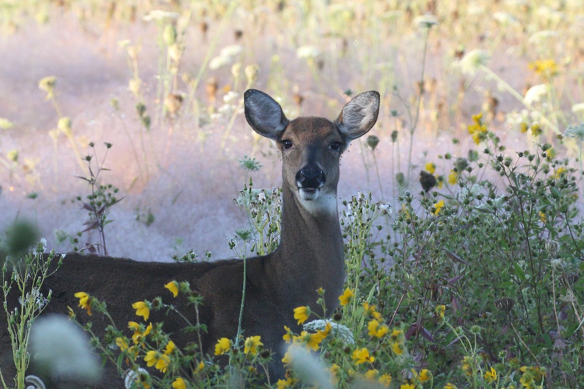 White-tailed Deer - ML642656443