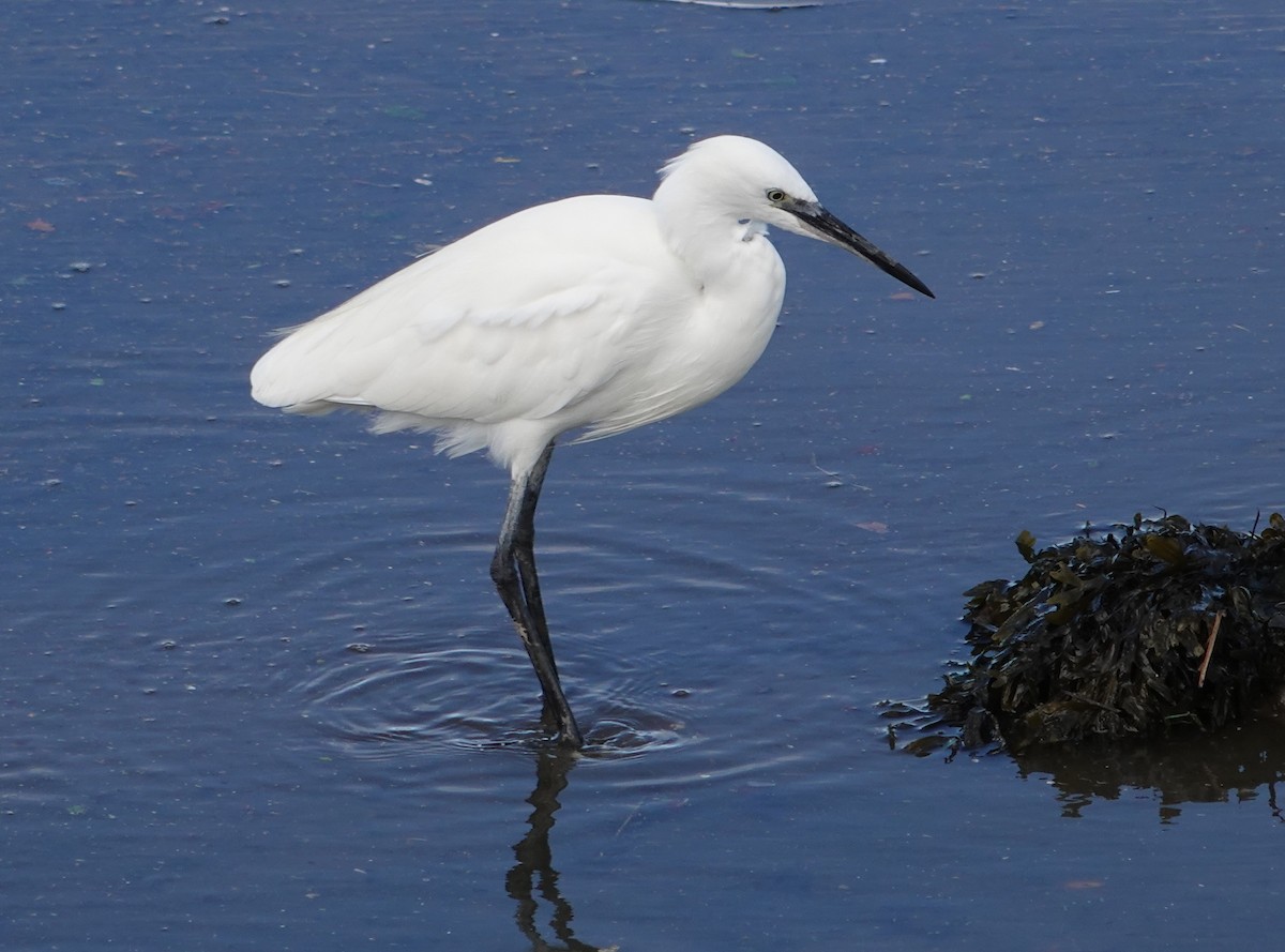 Little Egret - ML642656453