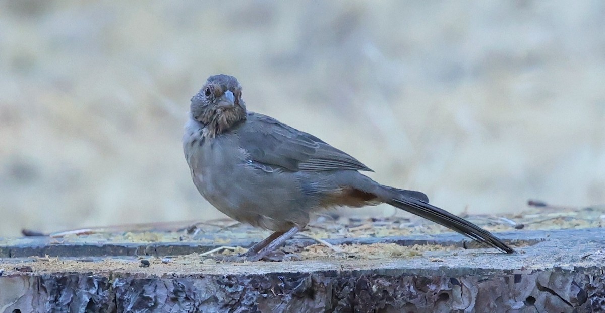 California Towhee - ML642656464