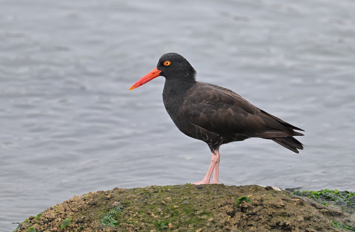 Black Oystercatcher - ML642656473