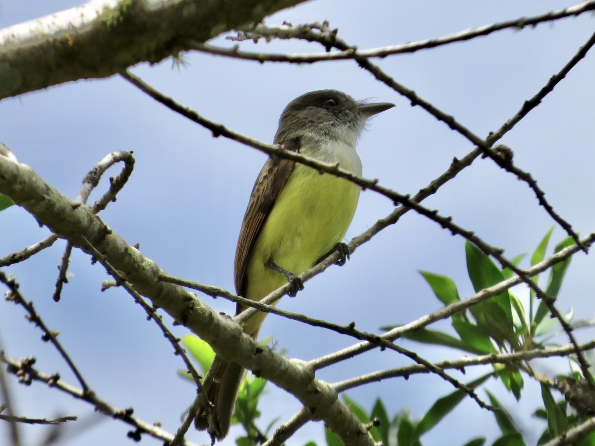 Dusky-capped Flycatcher - ML642656492