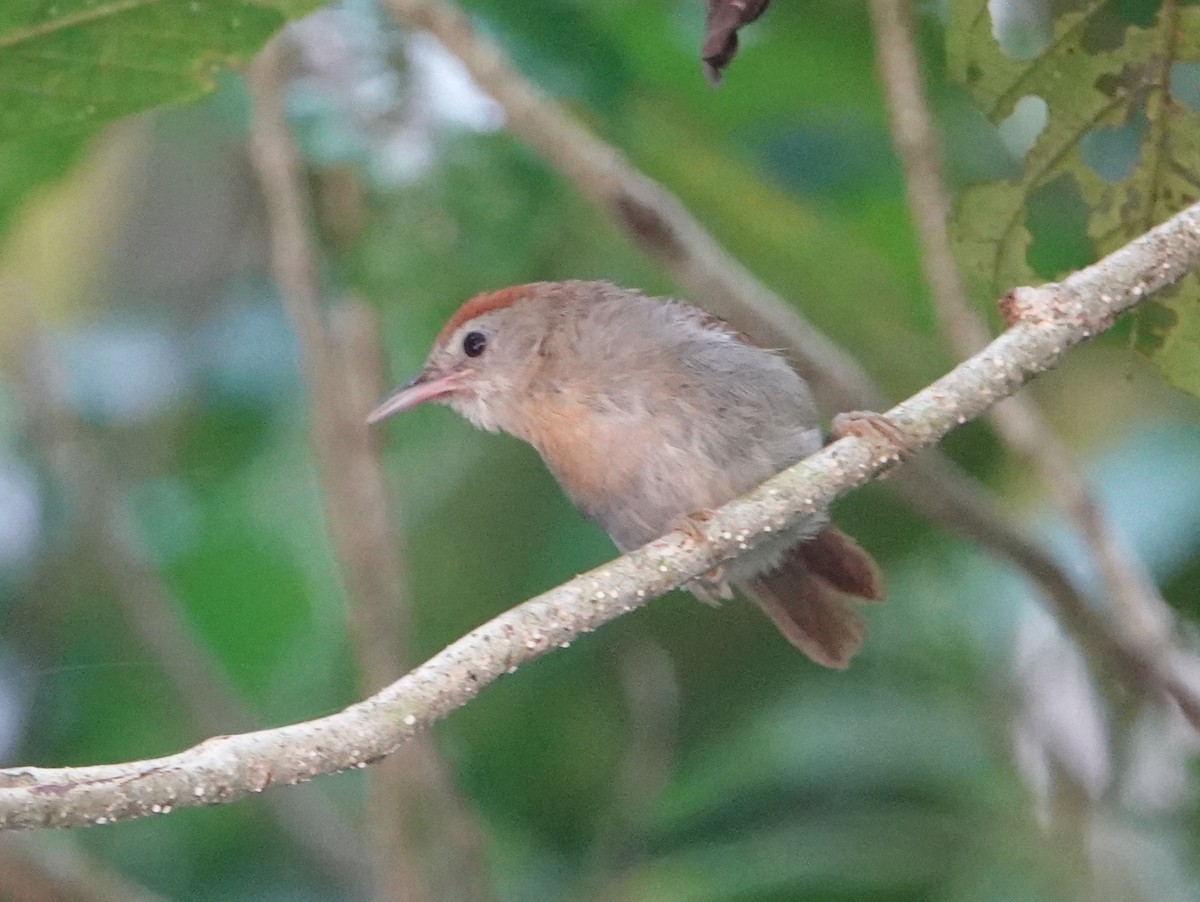 Rufous-fronted Babbler (Rufous-fronted) - ML642656498