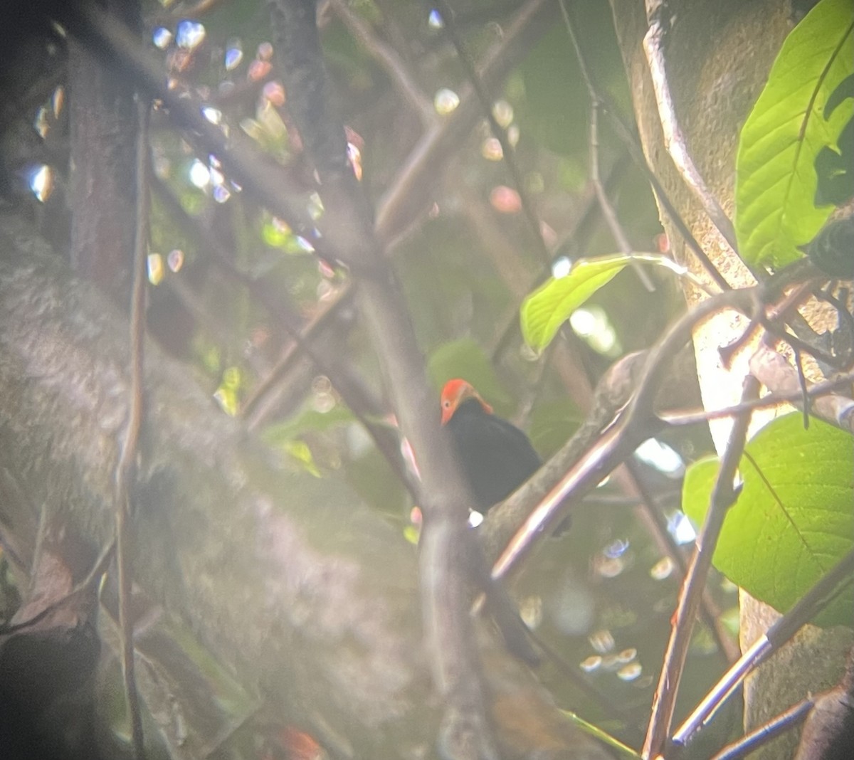 Red-capped Manakin - ML642656500