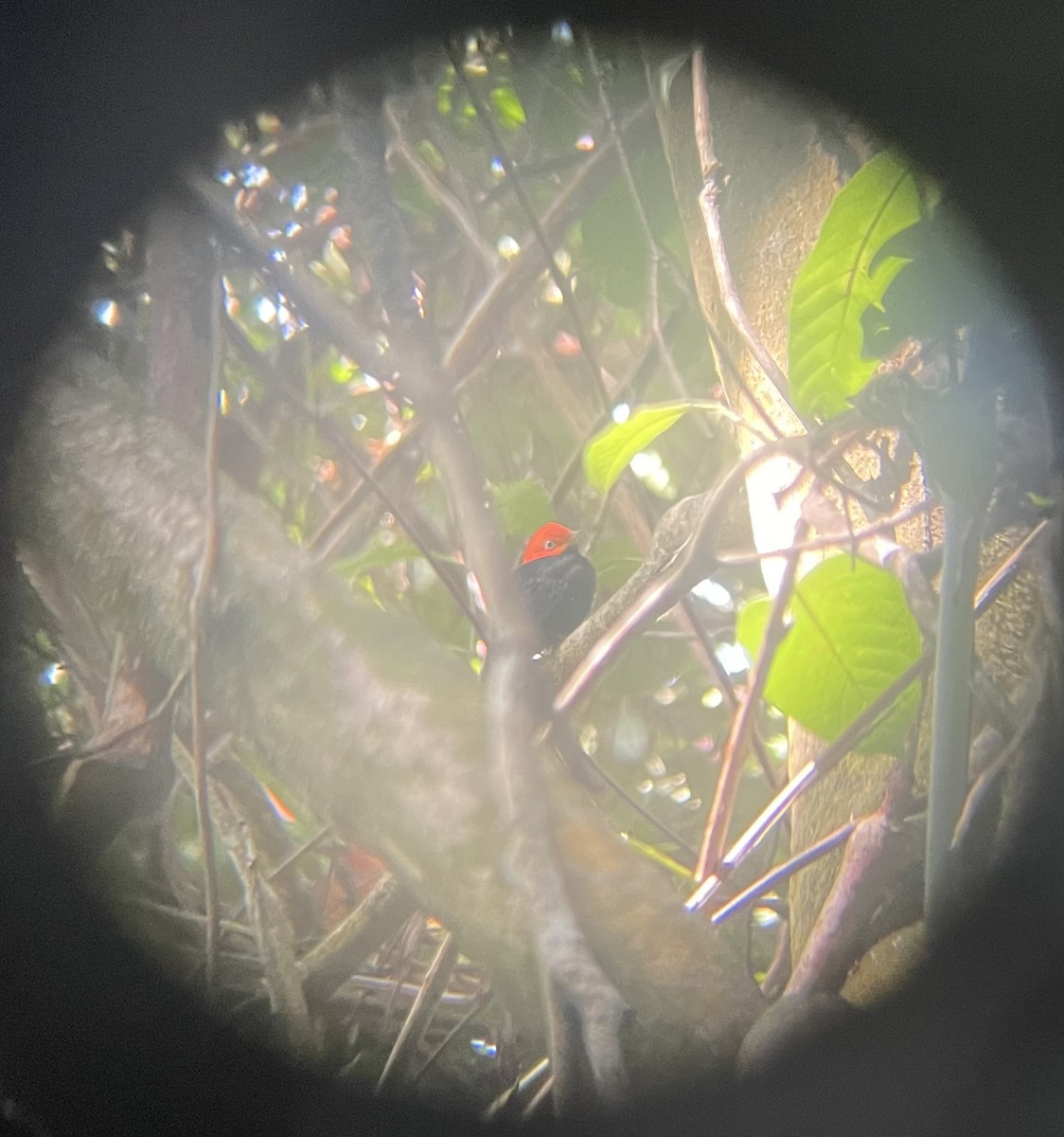 Red-capped Manakin - ML642656502