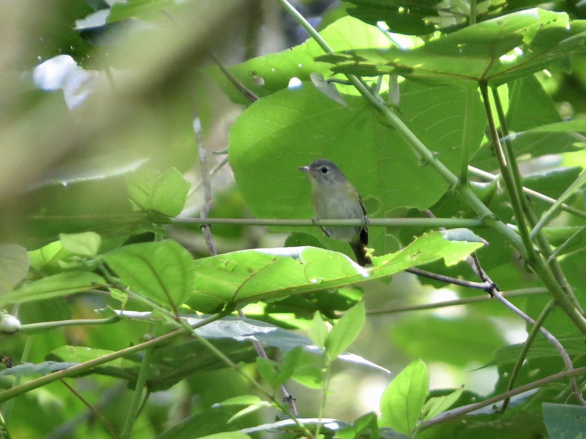 Lesser Greenlet - ML642656506