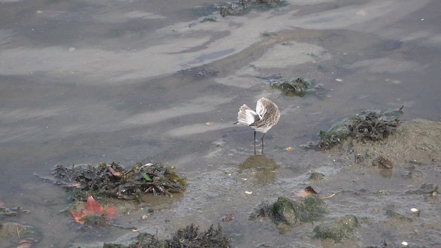 Curlew Sandpiper - ML642656512