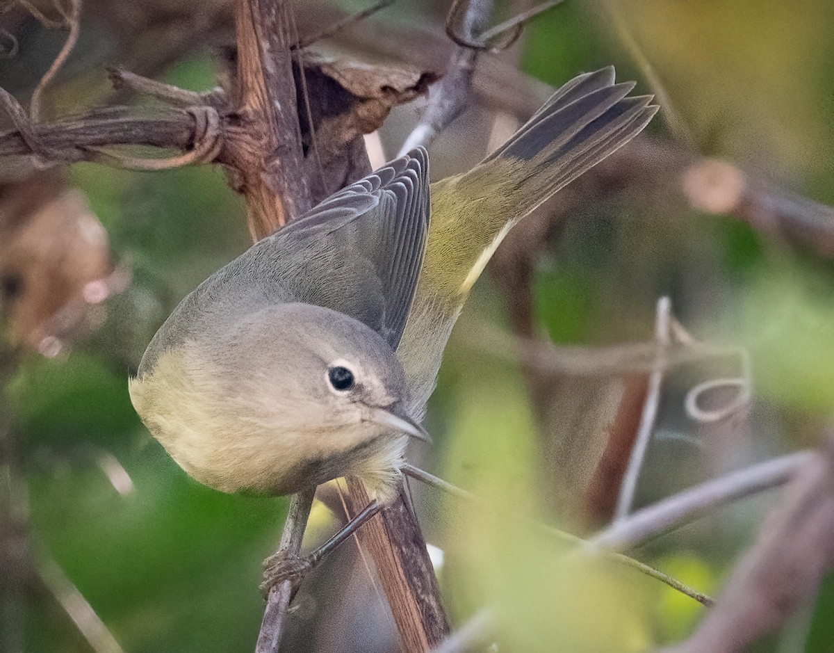 Orange-crowned Warbler - ML642656521