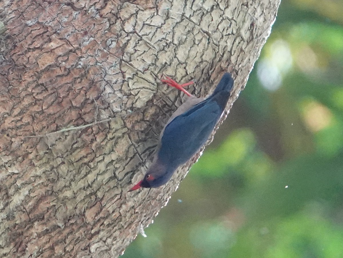 Velvet-fronted Nuthatch - ML642656526