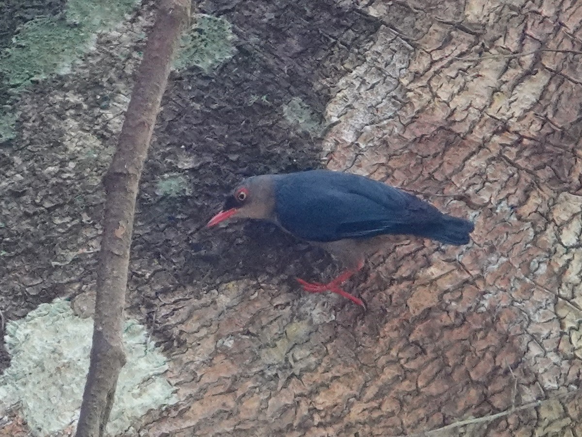 Velvet-fronted Nuthatch - ML642656527