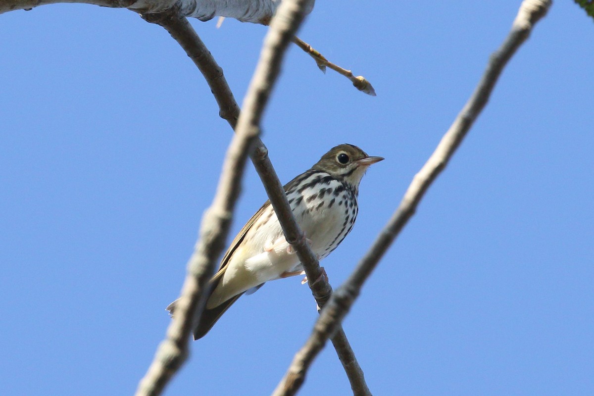Ovenbird - ML642656536