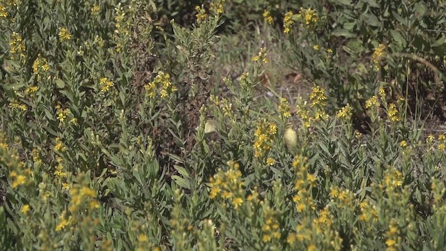 Willow Warbler - ML642656537