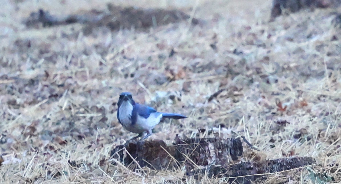 California Scrub-Jay - ML642656550