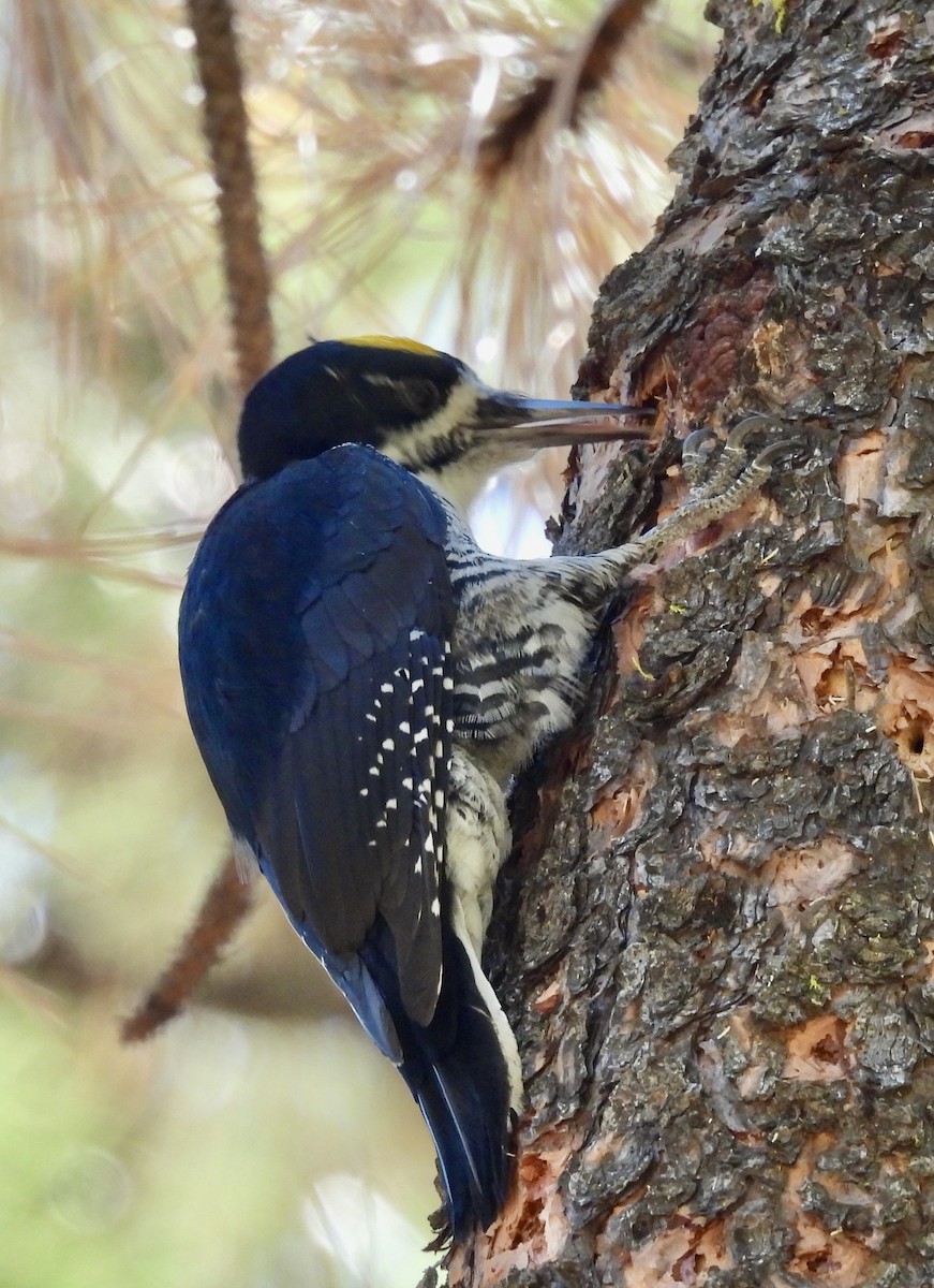 セグロミユビゲラ - ML642656561