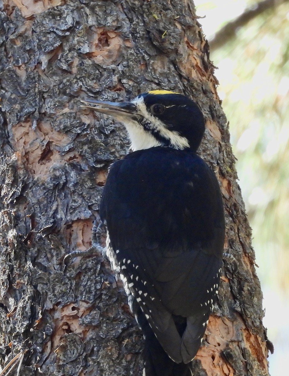 セグロミユビゲラ - ML642656562