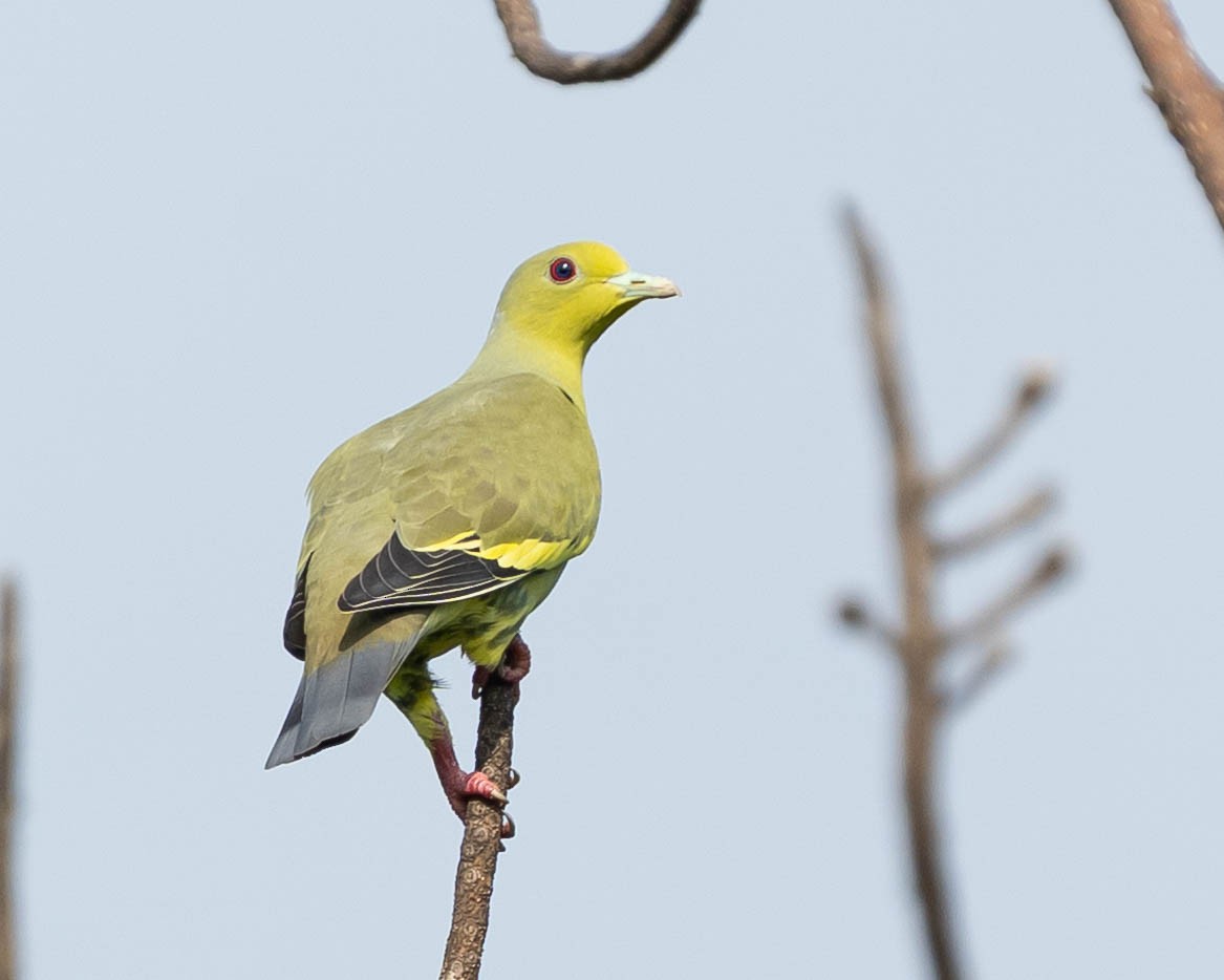 Orange-breasted Green-Pigeon - ML642656574