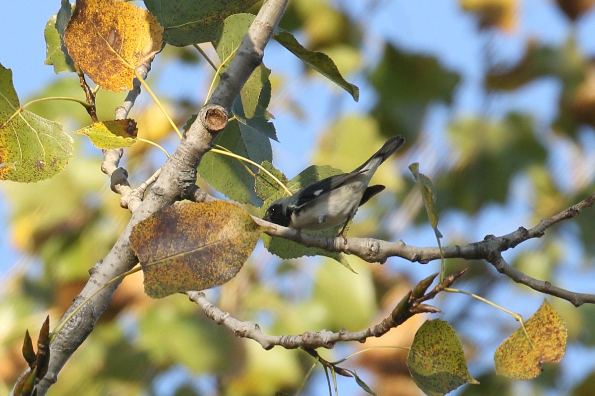 Black-throated Blue Warbler - ML642656577