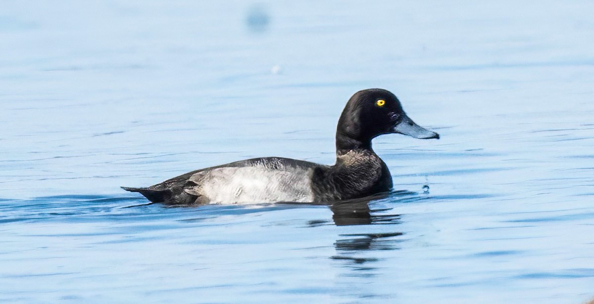 Lesser Scaup - ML642656579