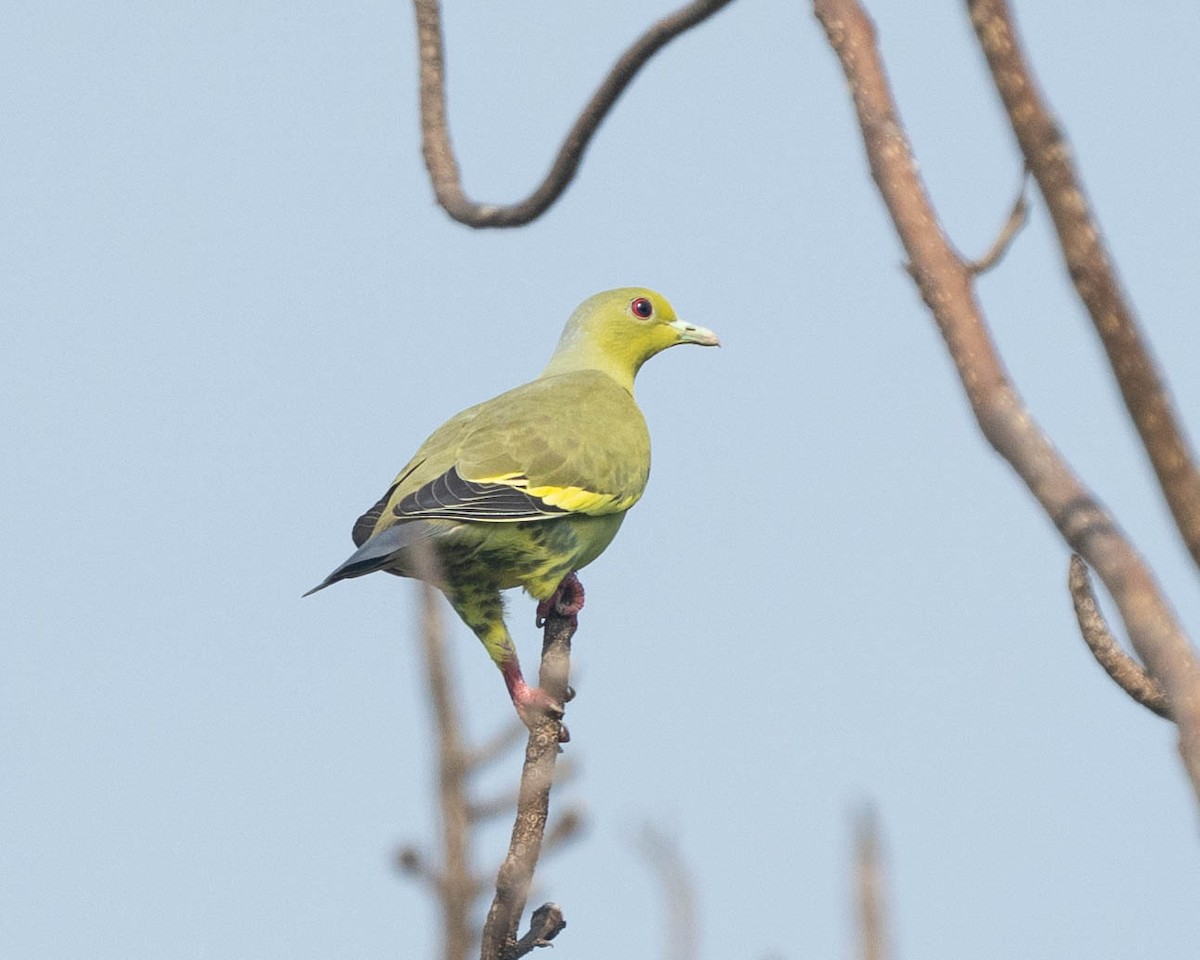Orange-breasted Green-Pigeon - ML642656583