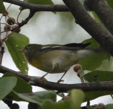 Kuzeyli Parula - ML642656584