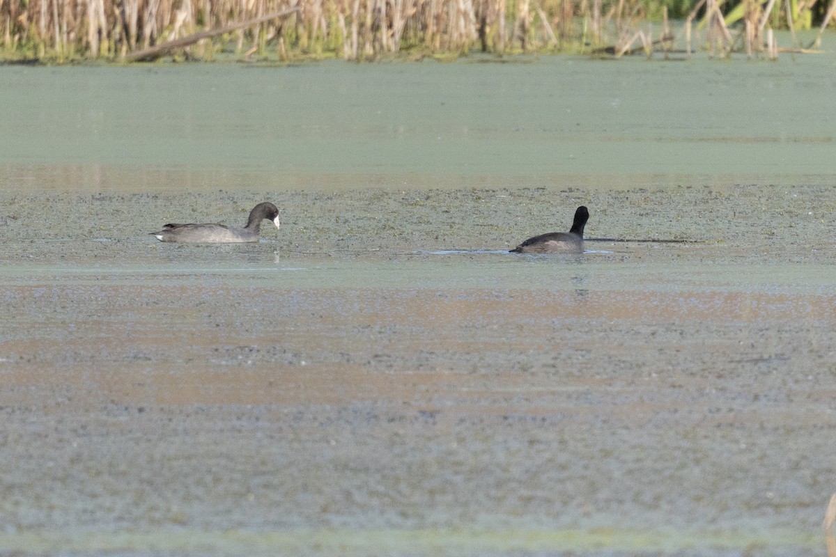 American Coot - ML642656587