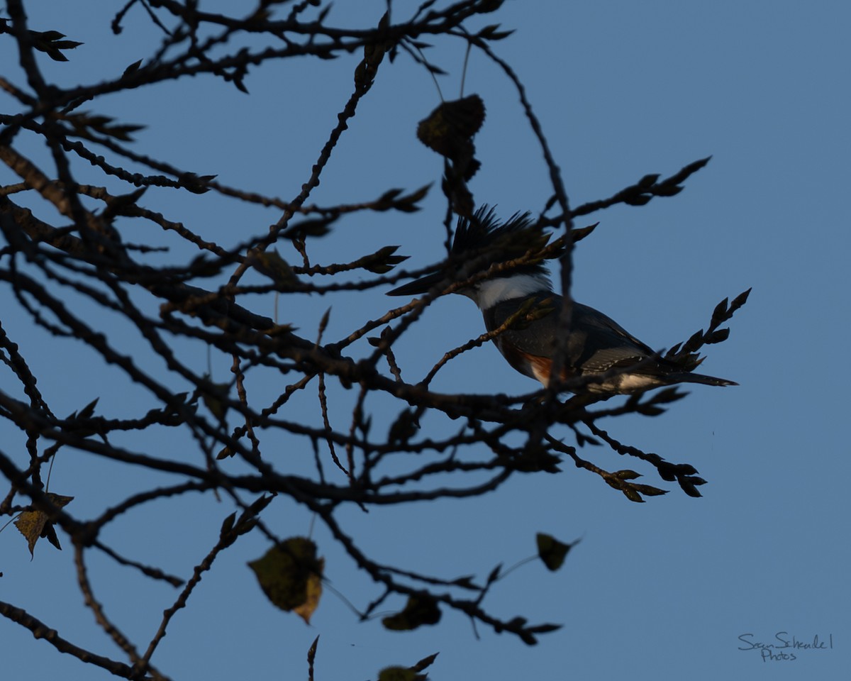 Belted Kingfisher - ML642656605