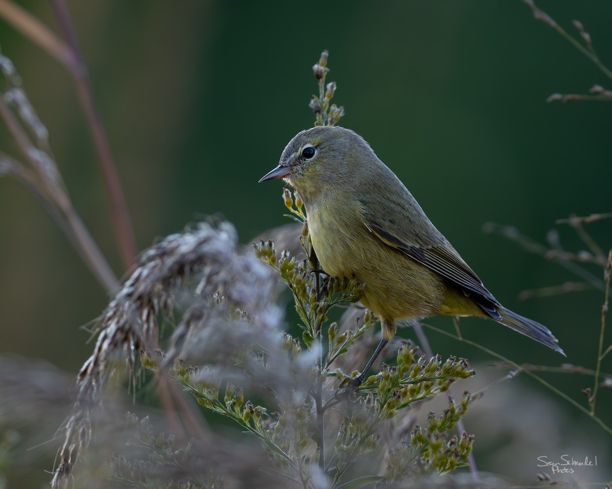 Orange-crowned Warbler - ML642656613