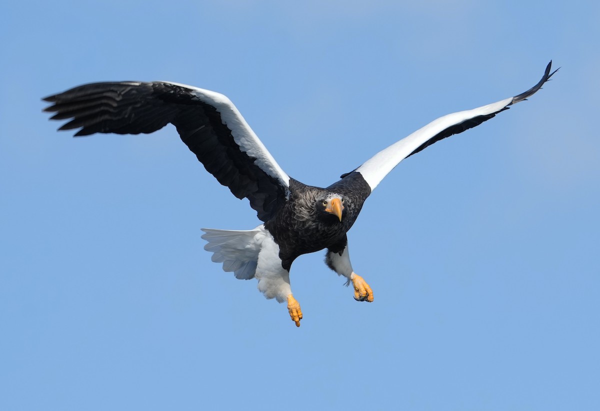 Steller's Sea-Eagle - ML642656632