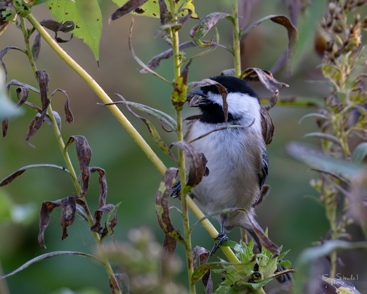 Black-capped Chickadee - ML642656647