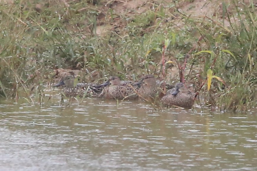 Blue-winged Teal - ML642656682