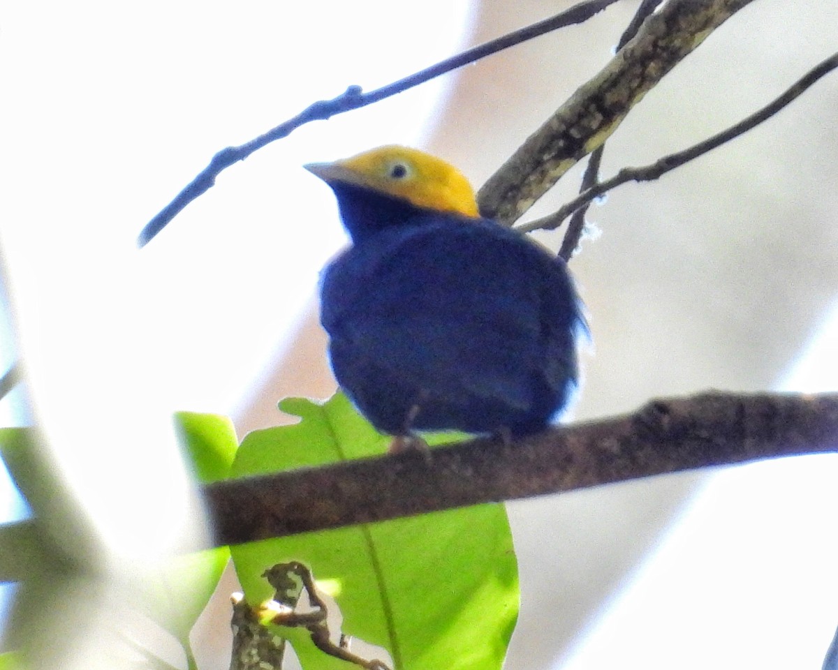 Altın Takkeli Manakin - ML642656686