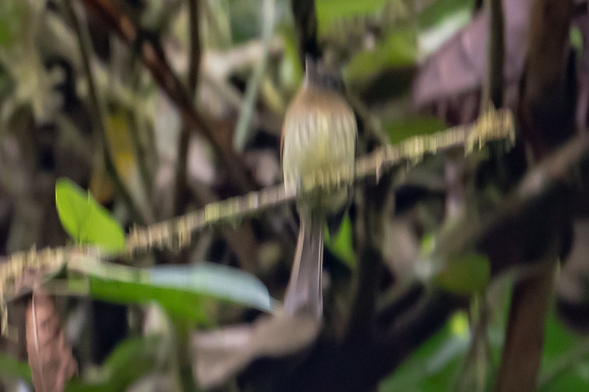 Fulvous-breasted Flatbill - ML642656689