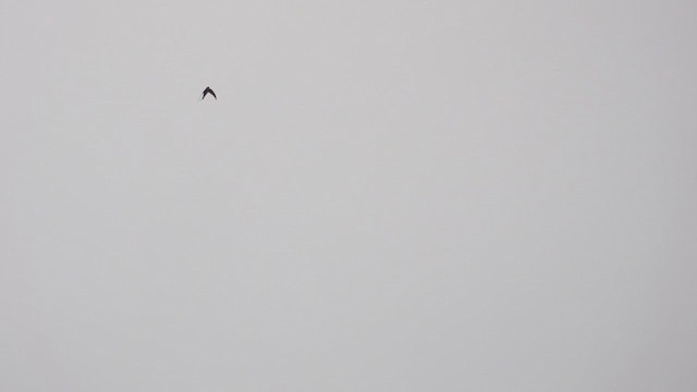 Plain Swift - ML642656700