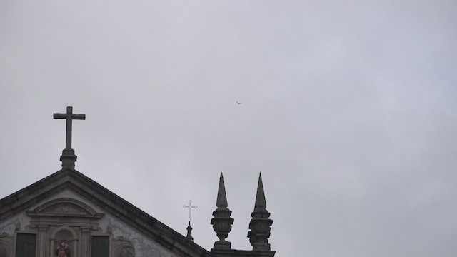 Plain Swift - ML642656701