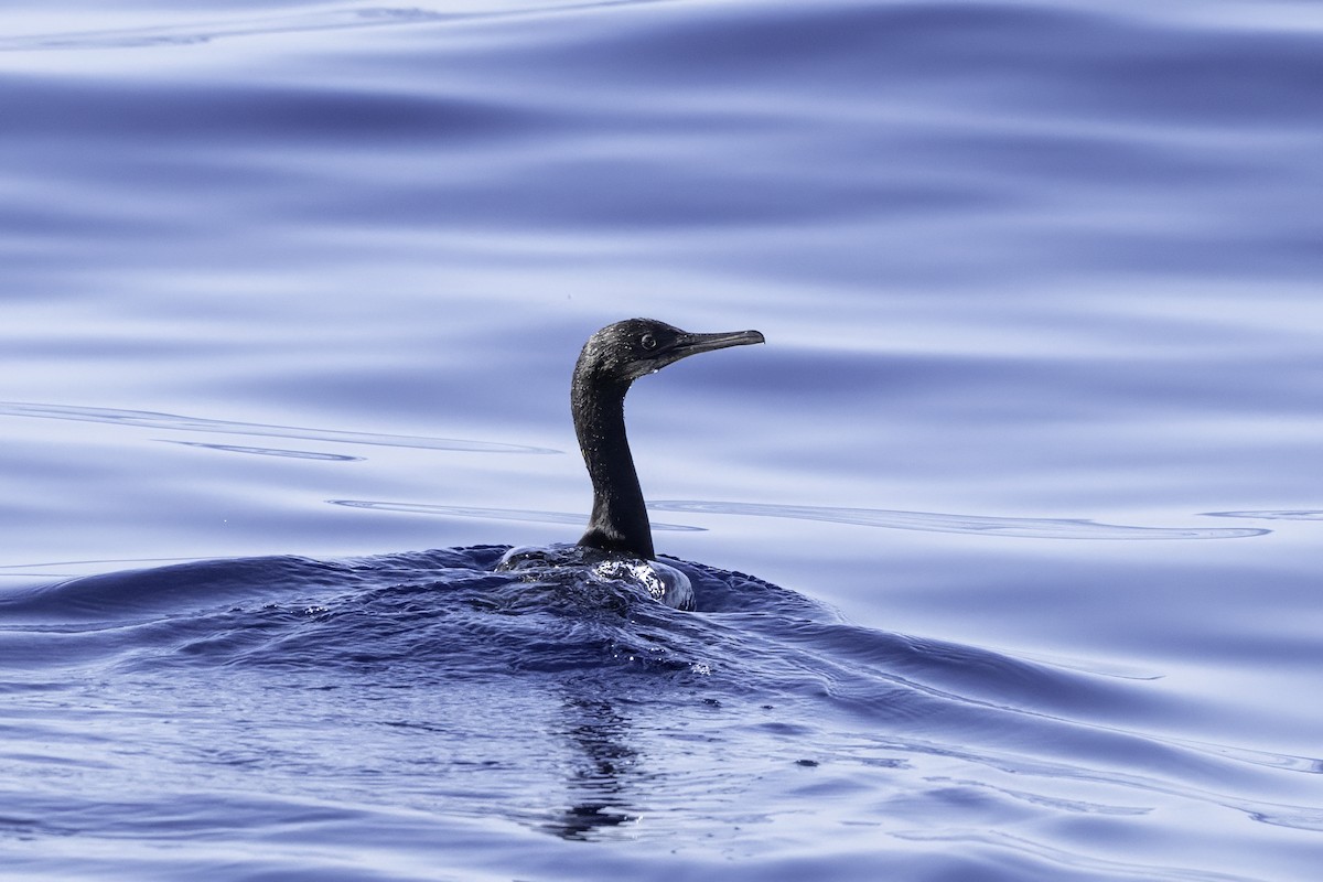 Cormoran de Brandt - ML642656703