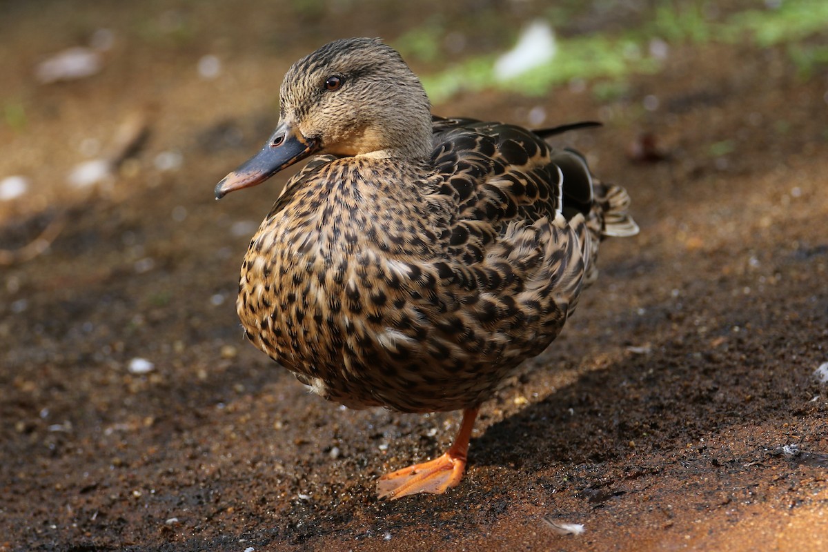 Canard colvert - ML642656704