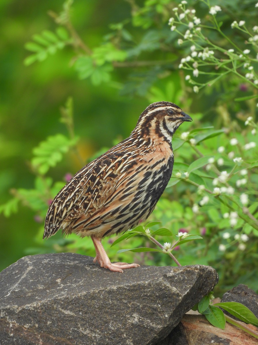 Rain Quail - ML642656711