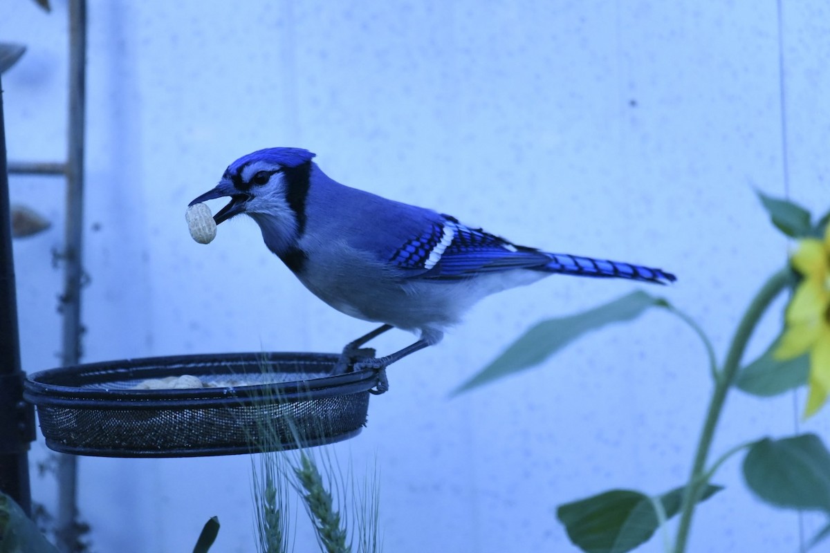 Geai bleu - ML642656723