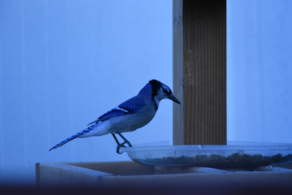 Geai bleu - ML642656724