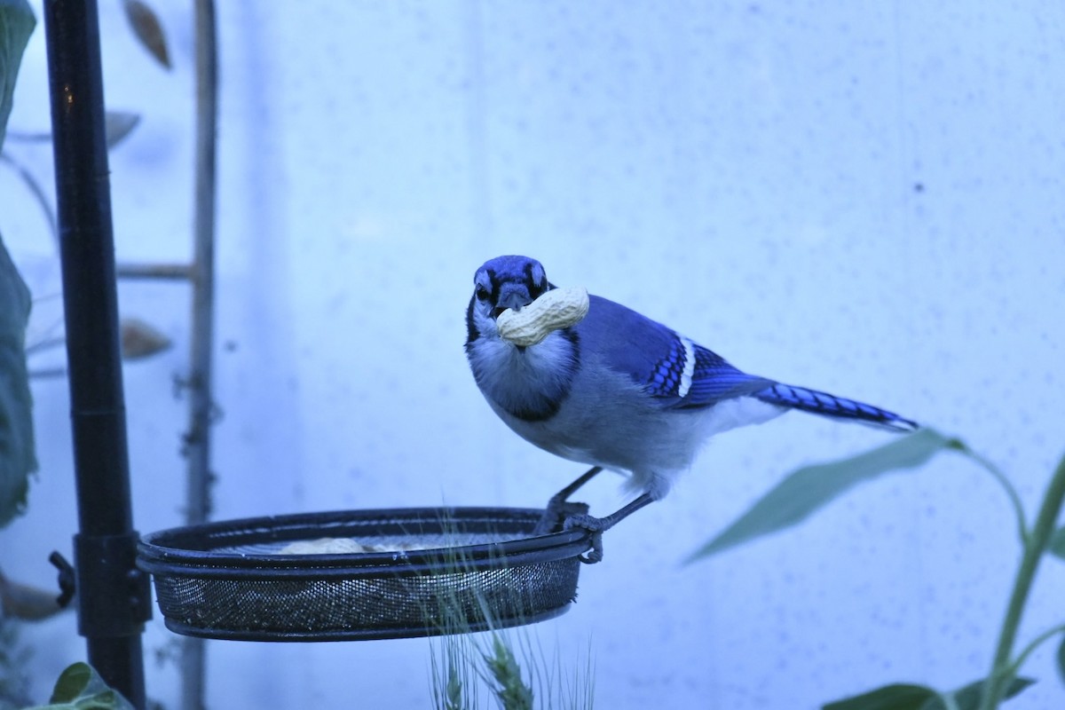 Geai bleu - ML642656726