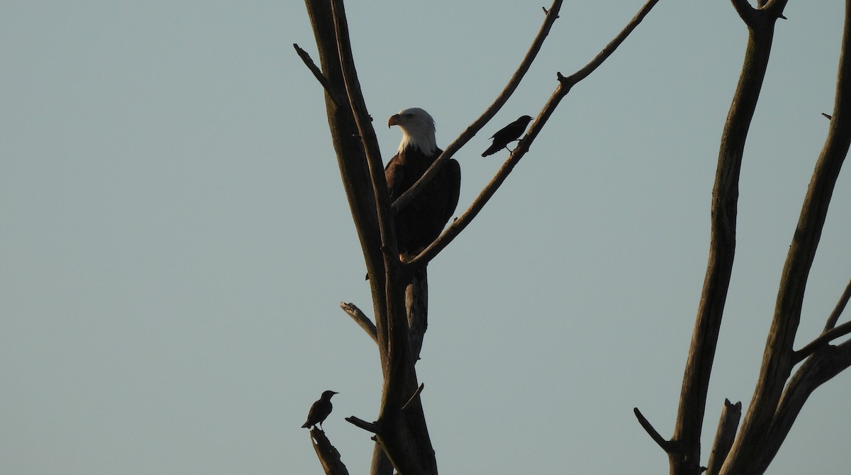 Bald Eagle - ML642656735